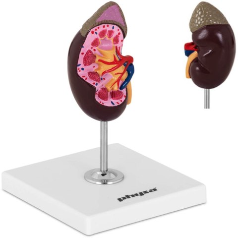 Model anatomiczny nerki 3D w skali 1:1 Model anatomiczny nerki 3D w skali 1:1