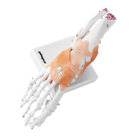 Model anatomiczny stawu skokowego z więzadłami w skali 1:1 Model anatomiczny stawu skokowego z więzadłami w skali 1:1